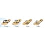 Wholesale Women's Sandals - Thong Flip Flops - 36 Pairs